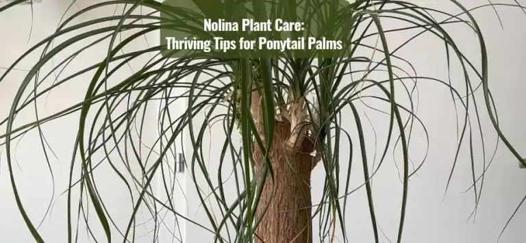 Nolina Plant Care: Tips for Ponytail Palms