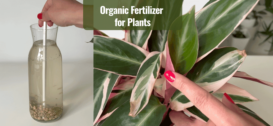 Organic Fertilizer for Houseplants