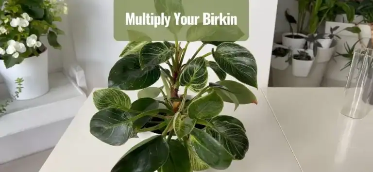 Philodendron Birkin Propagation