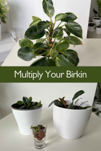 Philodendron Birkin propagation
