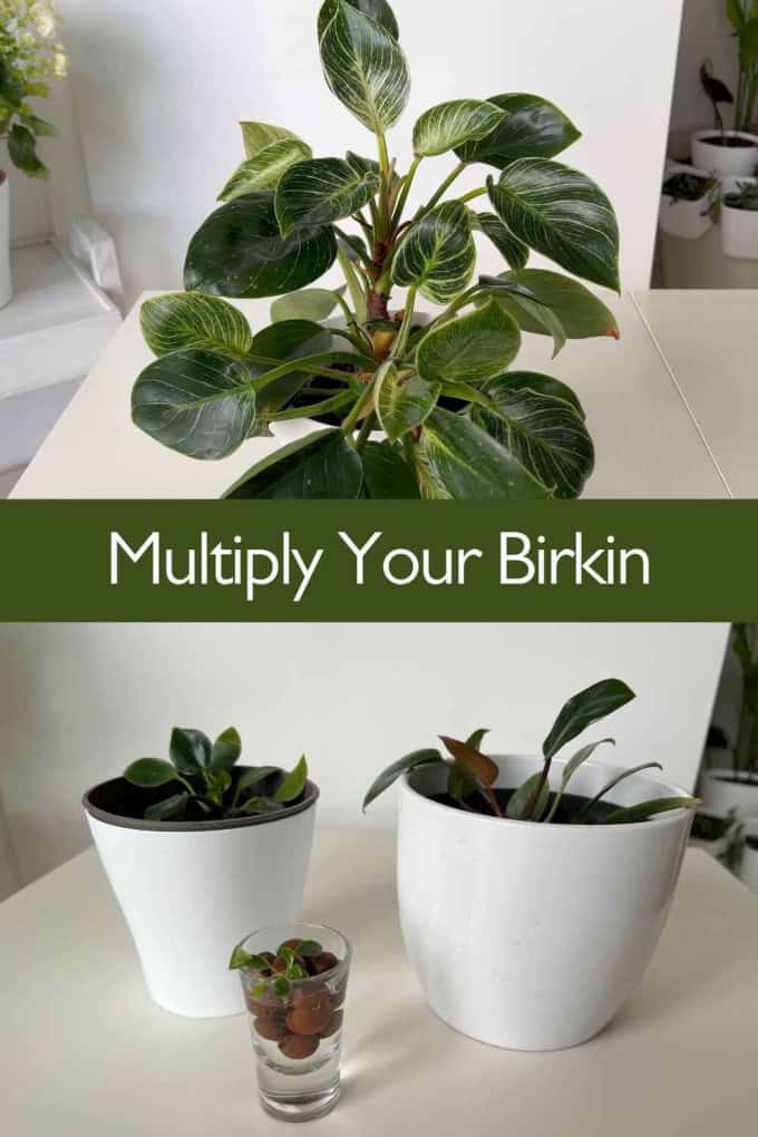 Philodendron Birkin propagation