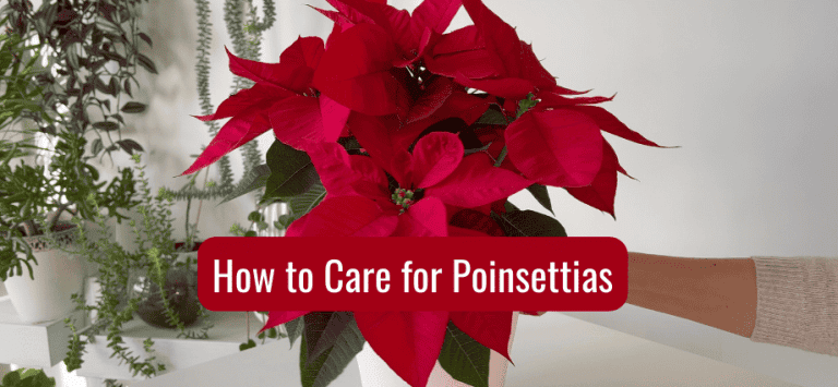 How to Care for Poinsettias