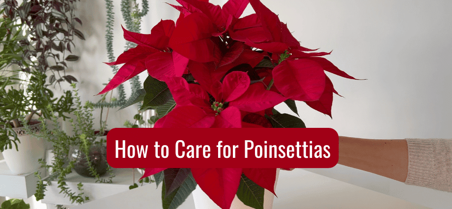 How to Care for Poinsettias