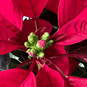 How to Care for Poinsettias