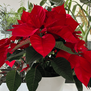 How to Care for Poinsettias
