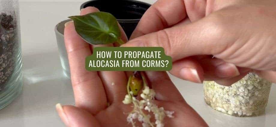 Alocasia Propagation from corms