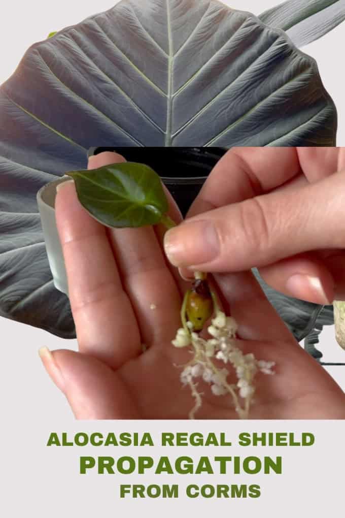 how to propagate Alocasia Regal Shield