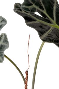 Electroculture for Alocasia Amazonica