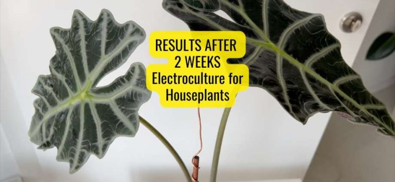 Electroculture for Houseplants Results