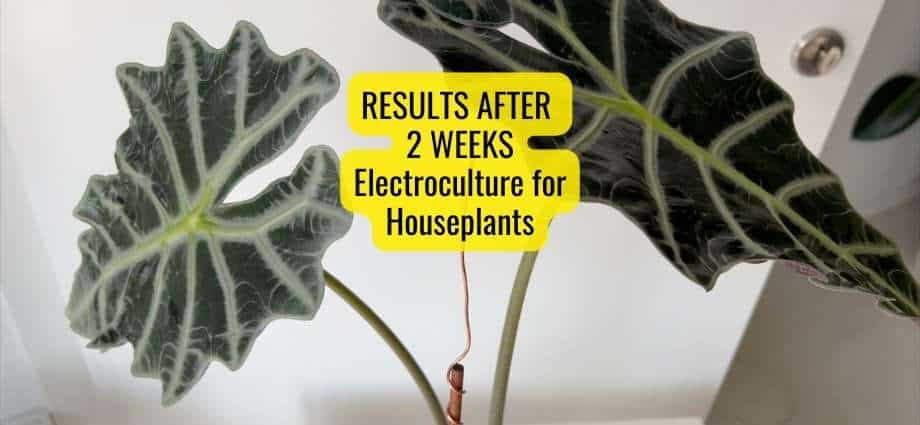 Electroculture for Houseplants Results