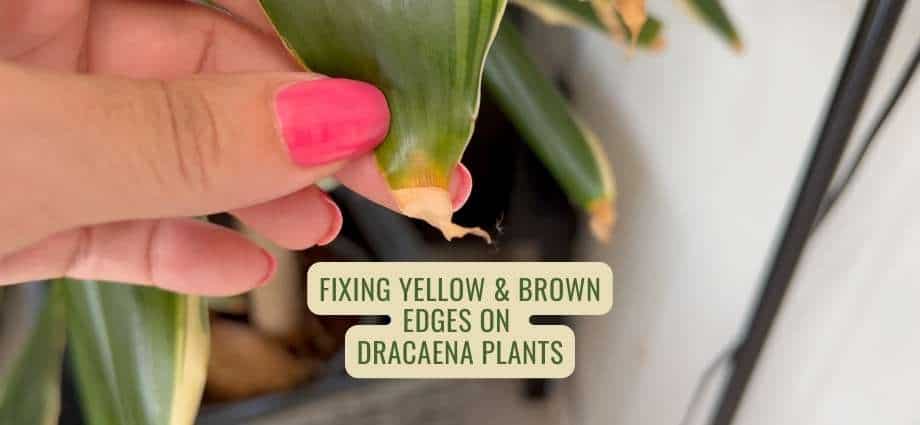 Fixing Yellow & Brown Edges on Dracaena Plants
