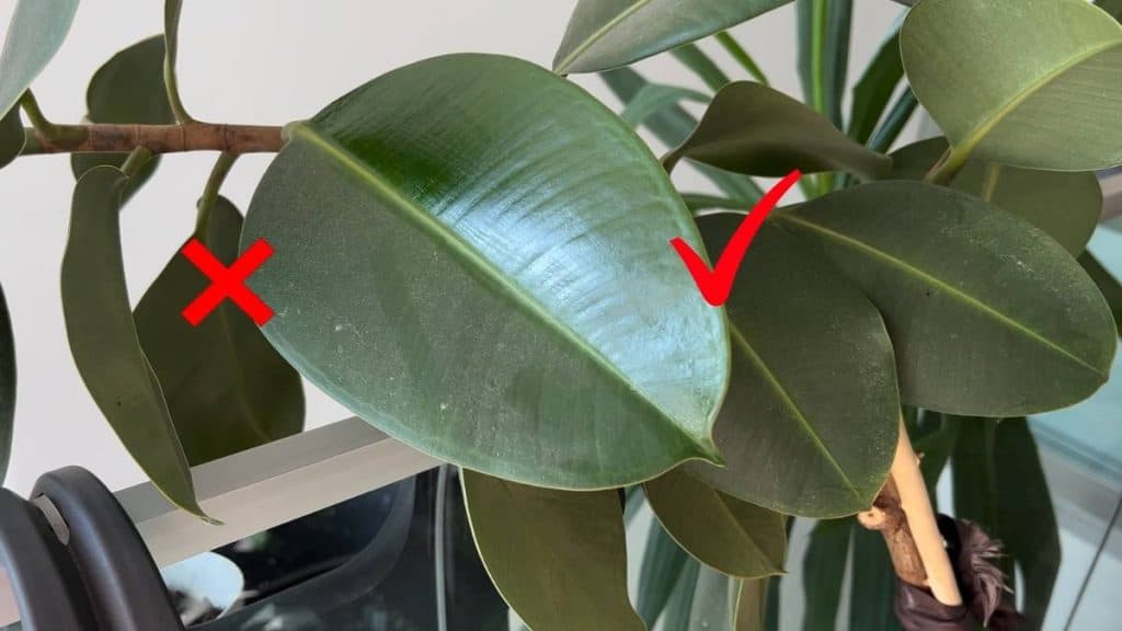 Homemade Leaf Shine Recipe for Healthy Houseplants
