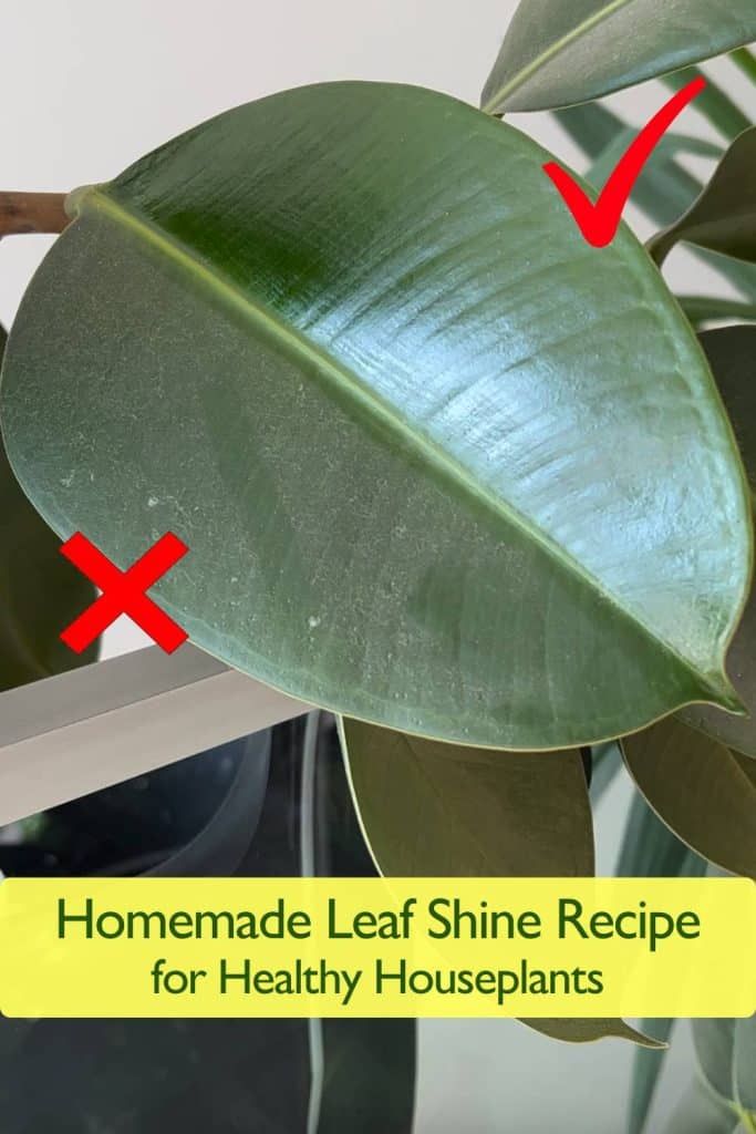 Homemade Leaf Shine Recipe for Healthy Houseplants
