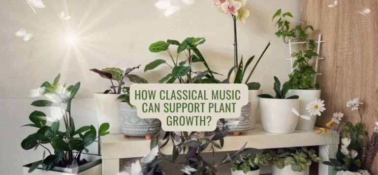 How Classical Music for Plants Can Support Plant Growth