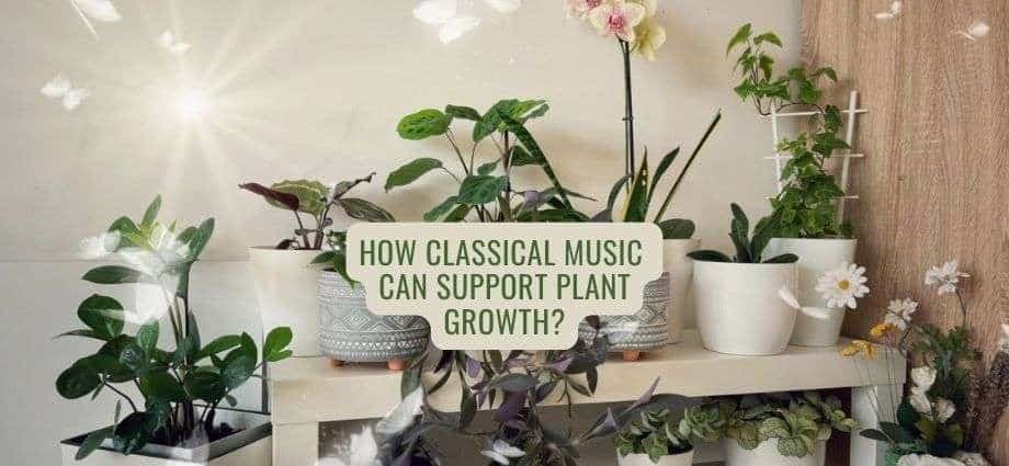 How Classical Music for Plants Can Support Plant Growth