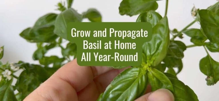 How to Grow and propagate basil at home