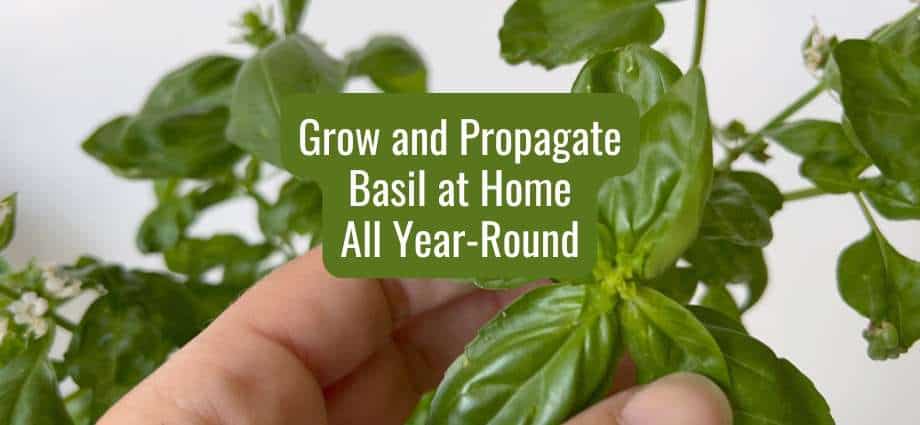 How to Grow and propagate basil at home
