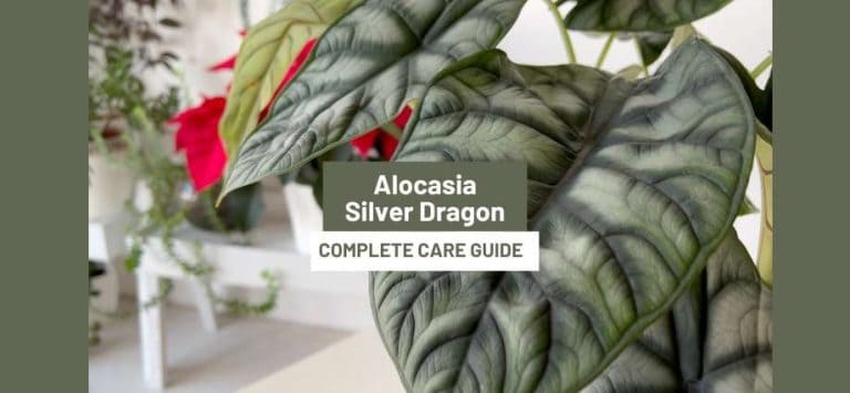 How to care for Alocasia Silver Dragon