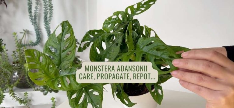 Monstera Adansonii Care