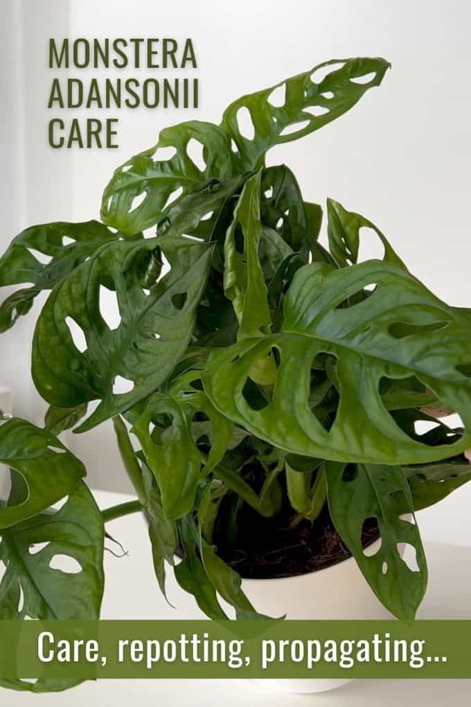 Monstera Adansonii Care