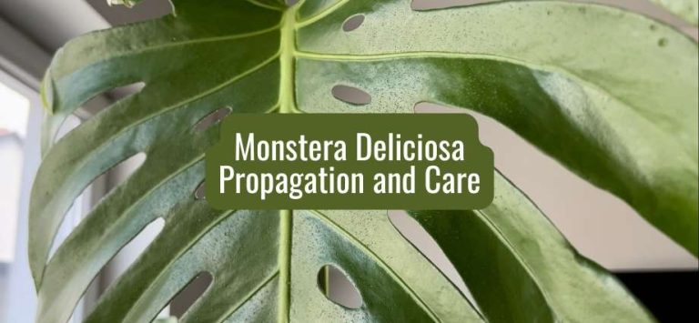 Monstera Deliciosa Propagation and care