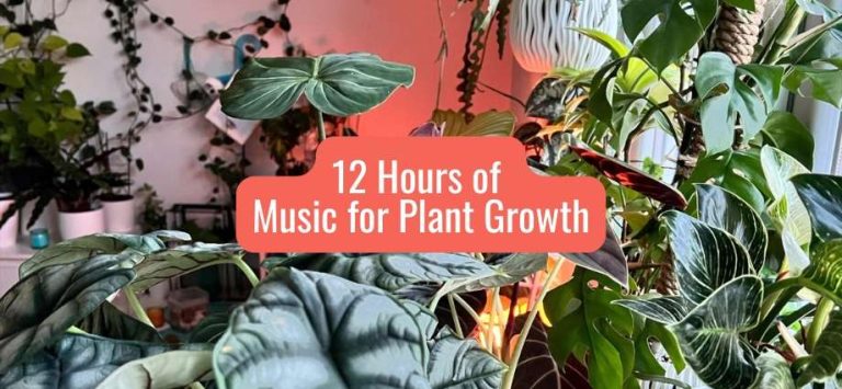 Music for Plant Growth 12 Hours