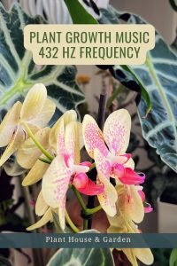 Plant Growth Music 432 Hz Frequency