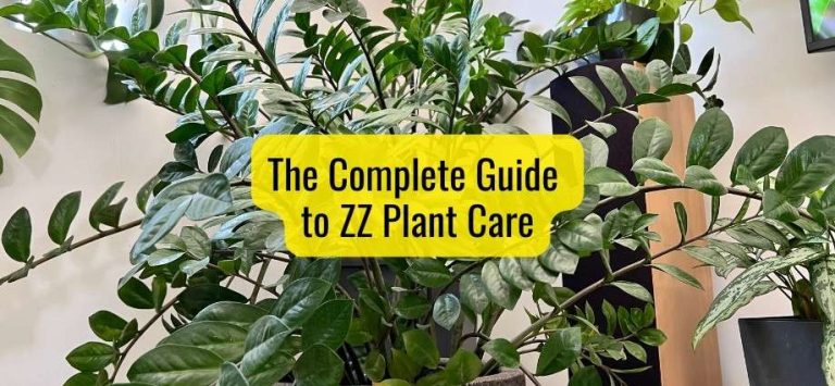 The Complete Guide to ZZ Plant Care