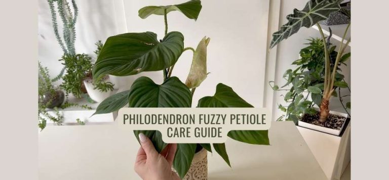 How to Care for Philodendron Fuzzy Petiole