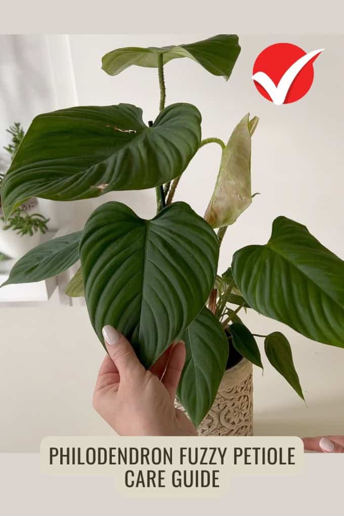 Philodendron Fuzzy Petiole Care