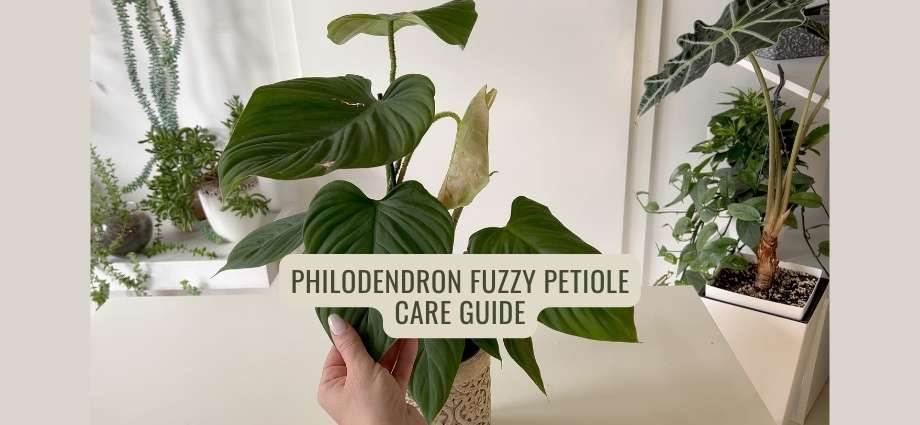 How to Care for Philodendron Fuzzy Petiole