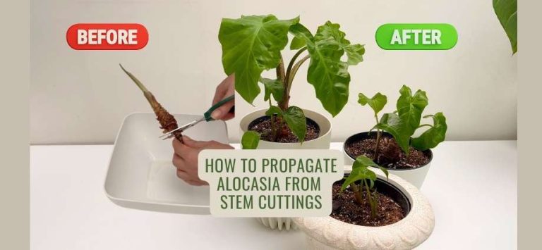 How to Propagate Alocasia from Stem Cuttings