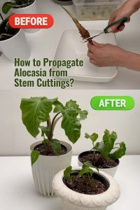 How to Propagate Alocasia from 
Stem Cuttings