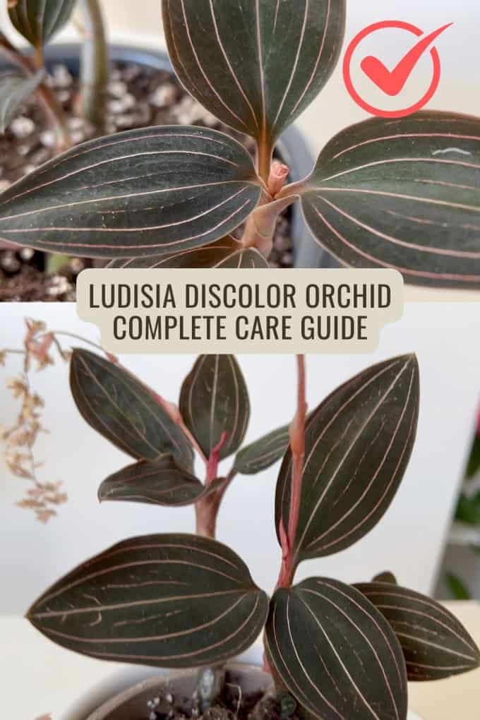Ludisia Discolor Care 