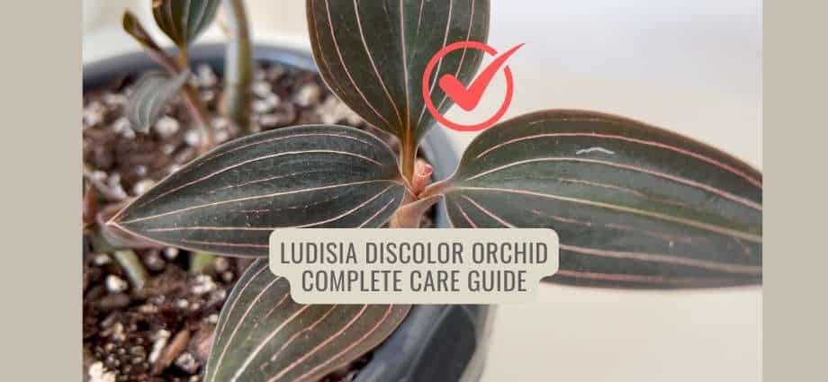 Ludisia discolor Care Jewel orchid