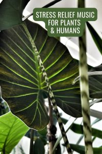 Soothing Music for Plants and Humans