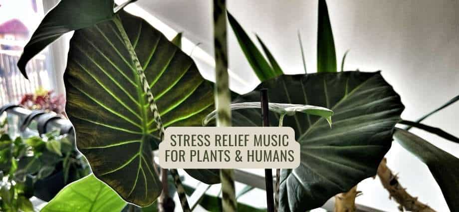 Music for Plants and Humans Stress Relief pin