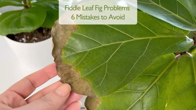 Fiddle Leaf Fig Problems: 6 Mistakes to Avoid | Ficus Lyrata