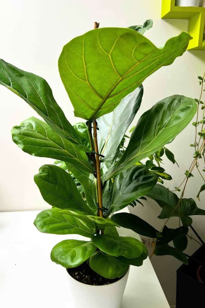 Fiddle Leaf Fig Problems: 6 Mistakes to Avoid | Ficus Lyrata