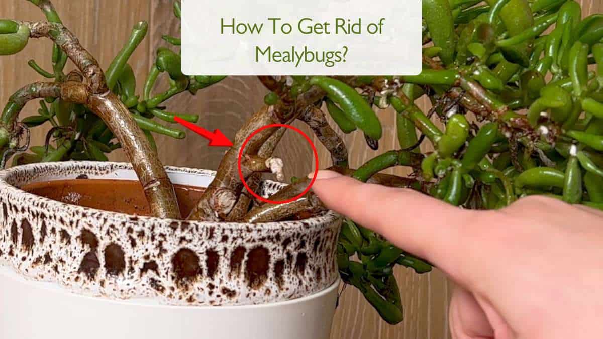 How to get rid of mealybugs on houseplants