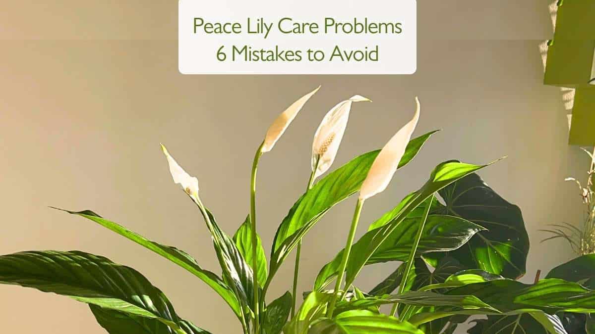 Peace Lily Care Problems - 6 Mistakes to Avoid