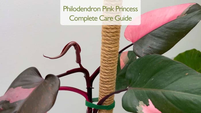 Philodendron Pink Princess Care 7 Tips For More Pink And Healthy Leaves philodendron-pink-princess-care-7-tips-for-more-pink-and-healthy-leaves