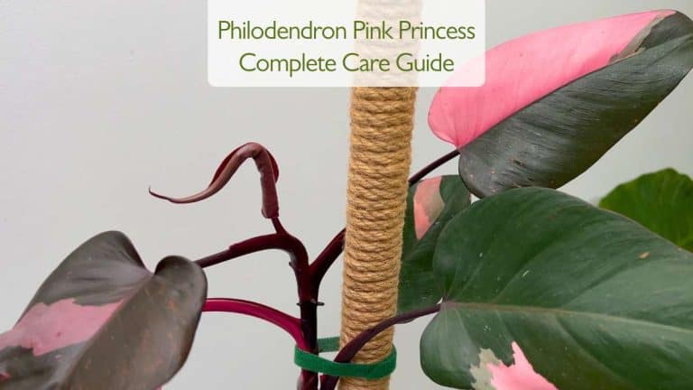 Philodendron Pink Princess Care