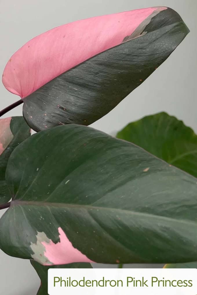 Philodendron Pink Princess Care