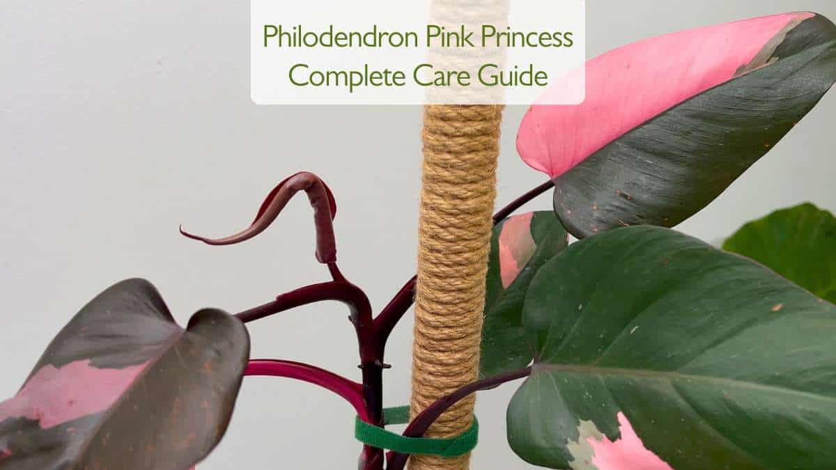 Philodendron Pink Princess Care