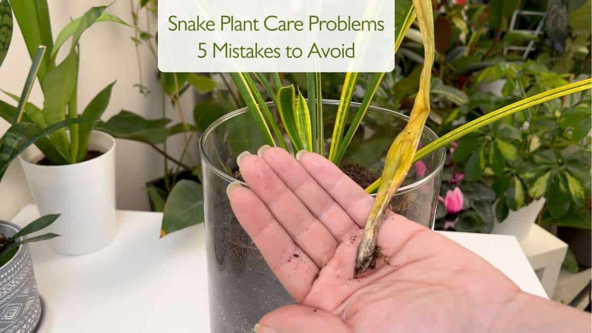 Snake Plant Problems 5 Mistakes to Avoid F