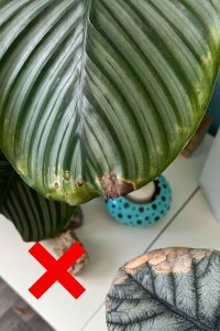 Summer Tips for Houseplants