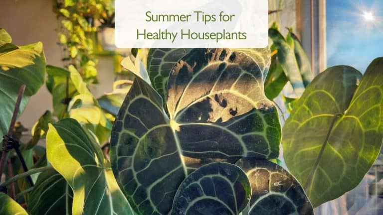 Summer Tips for Houseplants