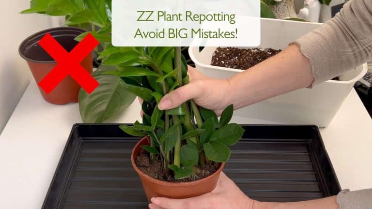 ZZ plant Repotting