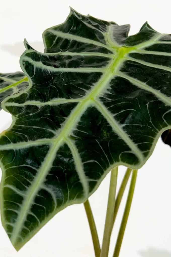 Alocasia Amazonica Care
All You Need To Know